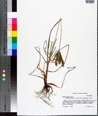 Cyperus tenuis image