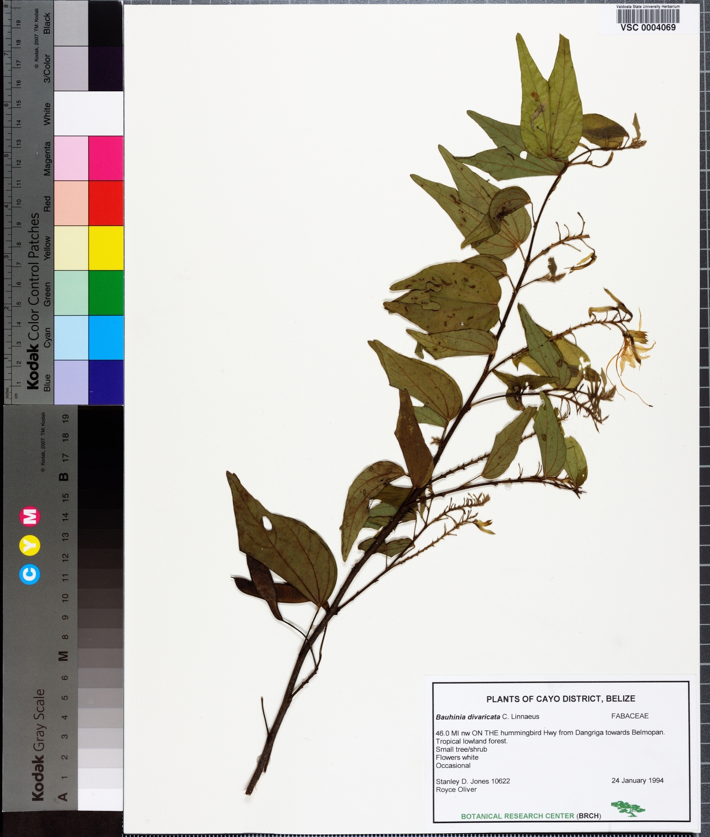 Bauhinia divaricata image