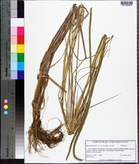 Sacciolepis myuros image
