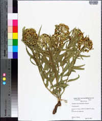 Asclepias asperula image