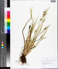 Carex crebriflora image