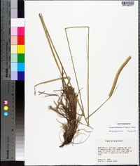 Ctenium aromaticum image