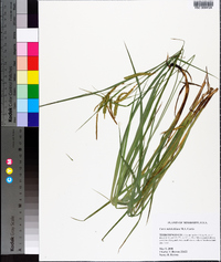 Carex mitchelliana image