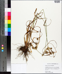 Cyperus retrorsus image