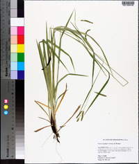 Carex oxylepis image