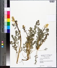 Corydalis micrantha image