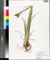 Carex triangularis image