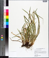 Carex abscondita image