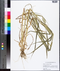 Phalaris caroliniana image