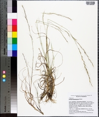 Aristida purpurascens image