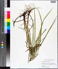 Carex aureolensis image