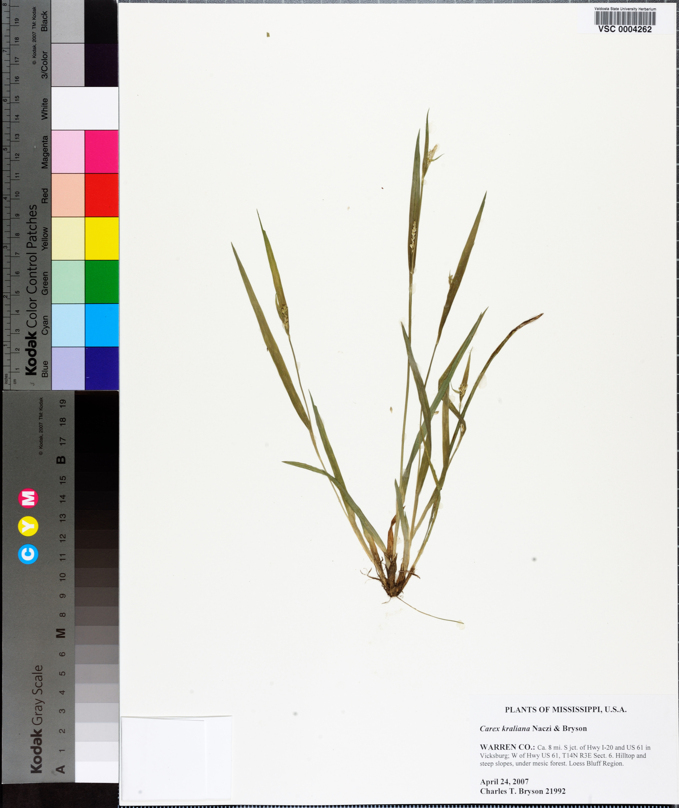 Carex kraliana image