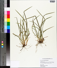 Carex abscondita image