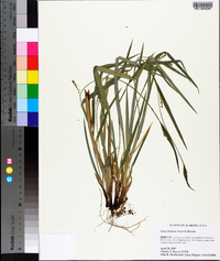 Carex kraliana image