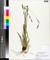 Carex oxylepis image