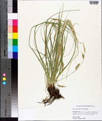 Carex cherokeensis image