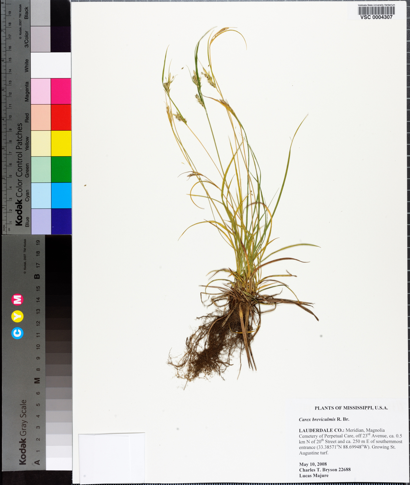 Carex breviculmis image