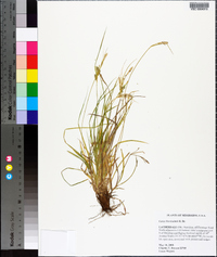 Carex breviculmis image