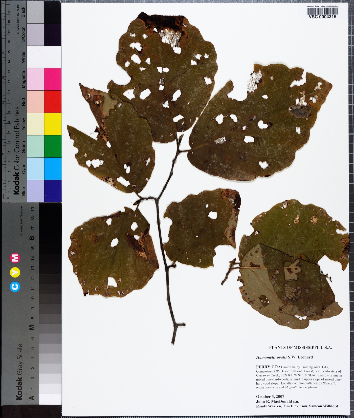 Hamamelis ovalis image