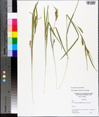 Carex flaccosperma image