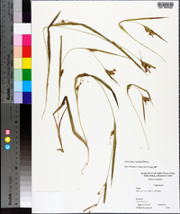 Carex flaccosperma image