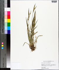 Carex kraliana image