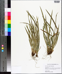 Carex abscondita image