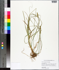 Carex triangularis image