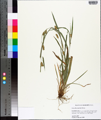 Carex flaccosperma image