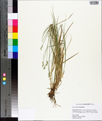 Carex longii image