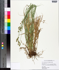 Carex reniformis image