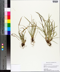 Carex abscondita image