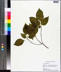 Cornus alternifolia image