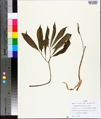 Arisaema dracontium image