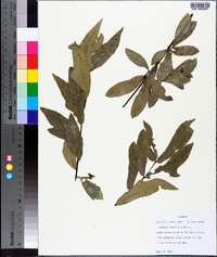 Quercus laurifolia image