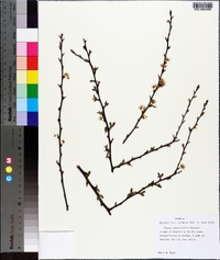 Prunus angustifolia image