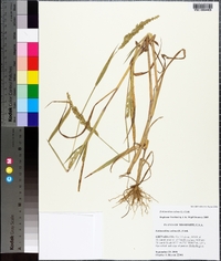 Echinochloa colona image