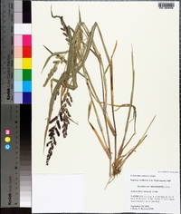 Echinochloa colona image