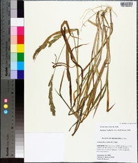 Echinochloa colona image