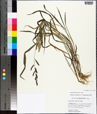 Echinochloa colona image