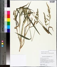 Echinochloa colona image