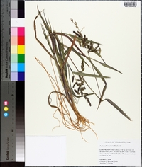 Echinochloa colona image