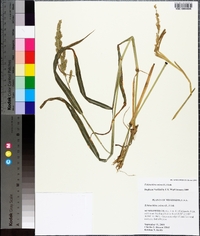 Echinochloa colona image