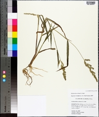 Echinochloa colona image