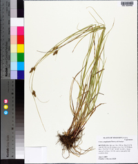 Carex complanata image