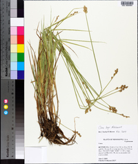 Carex longii image