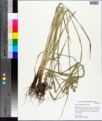 Cyperus echinatus image