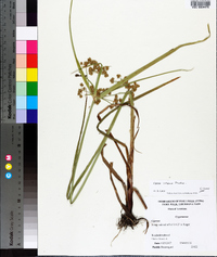 Cyperus virens image