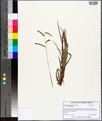 Paspalum plicatulum image