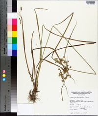 Cyperus pseudovegetus image